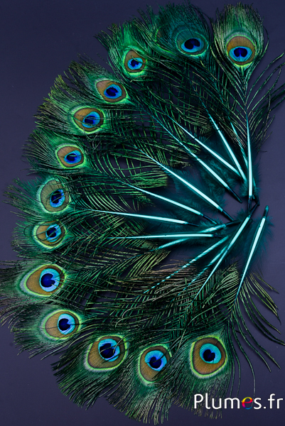 Paon bleu miniature - 15-25 cm - jade